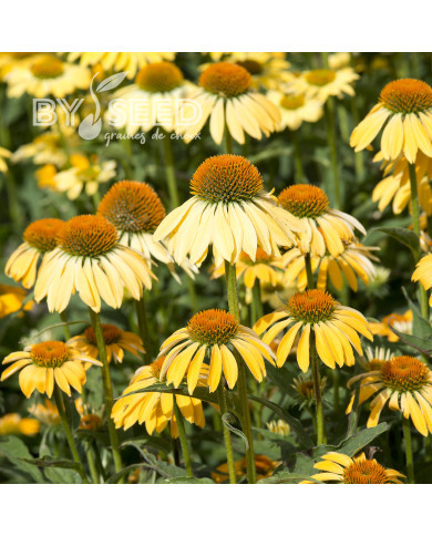 Echinacea Paradiso Yellow