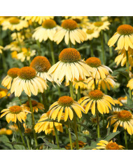 Echinacea Paradiso Tall Mix