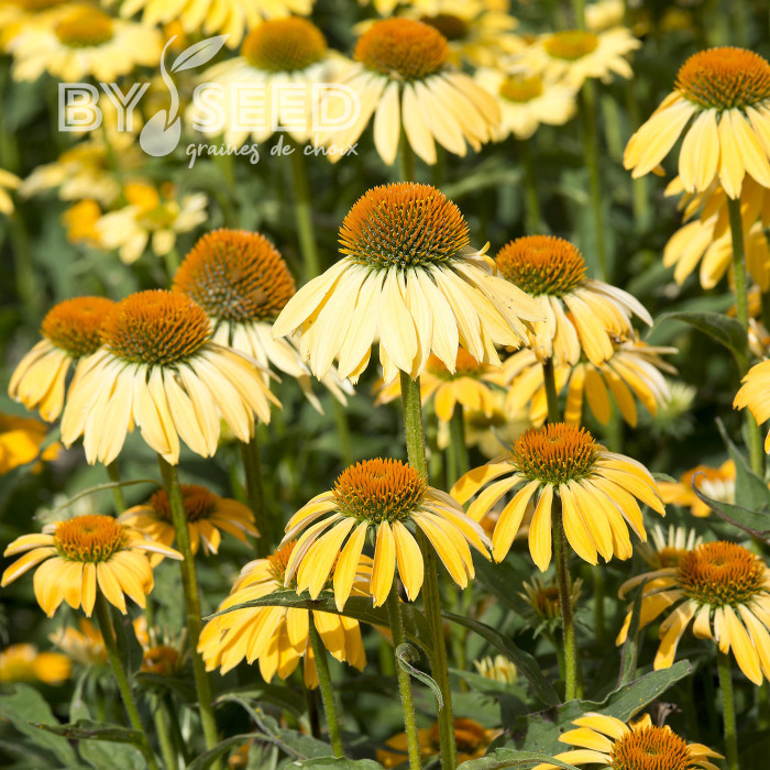 Echinacea Paradiso Yellow