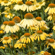 Echinacea Paradiso Yellow