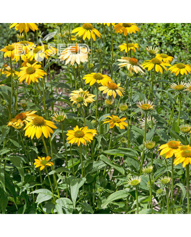 Echinacea Paradiso Yellow