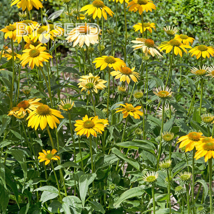 Echinacea Paradiso Yellow