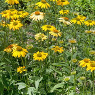 Echinacea Paradiso Yellow