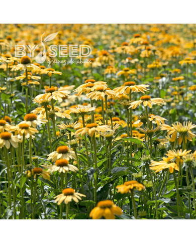 Echinacea Paradiso Yellow