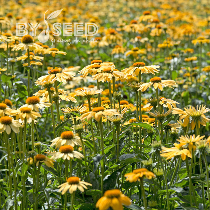 Echinacea Paradiso Yellow