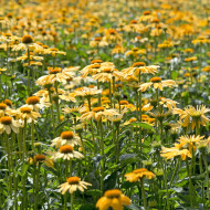 Echinacea Paradiso Yellow