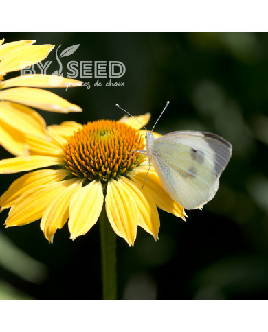 Echinacea Paradiso Yellow