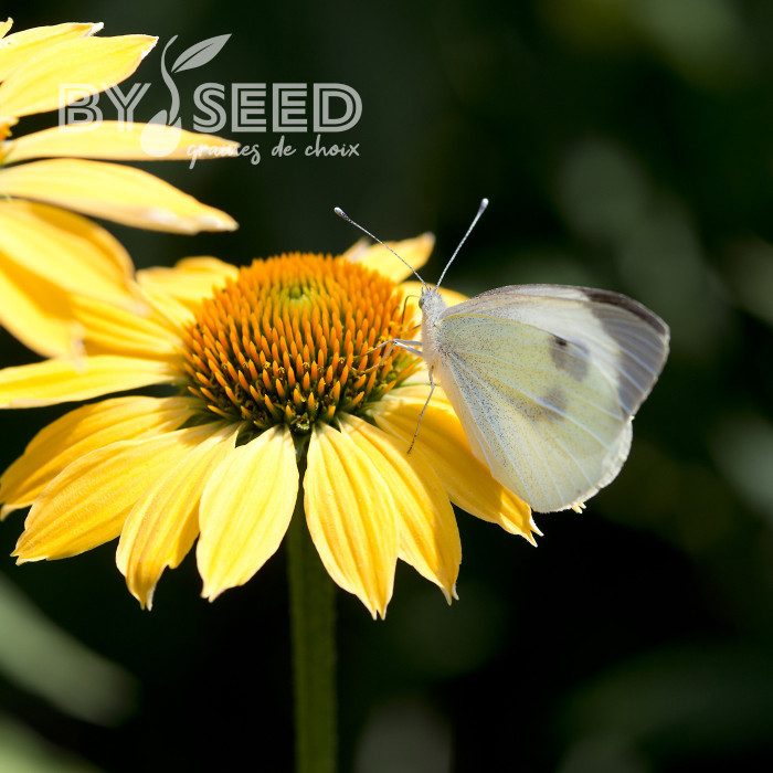 Echinacea Paradiso Yellow