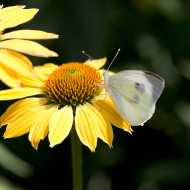 Echinacea Paradiso Yellow