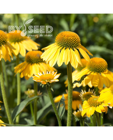 Echinacea Paradiso Yellow