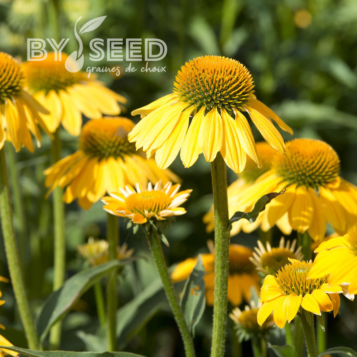 Echinacea Paradiso Yellow