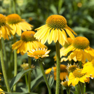 Echinacea Paradiso Yellow