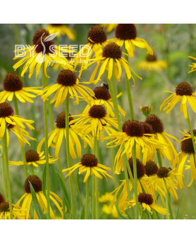 Echinacea paradoxa