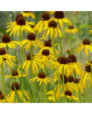 Echinacea Paradiso Yellow