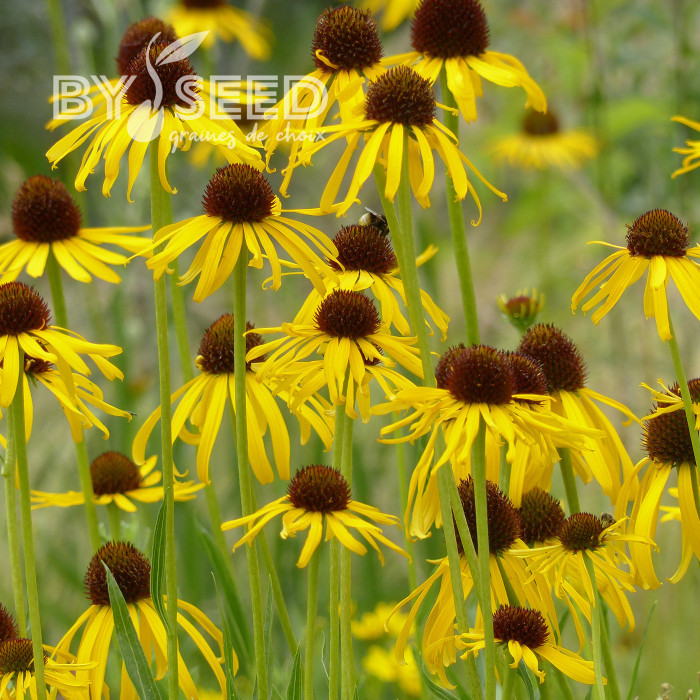 Echinacea paradoxa
