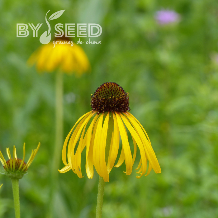 Echinacea paradoxa