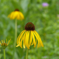 Echinacea paradoxa