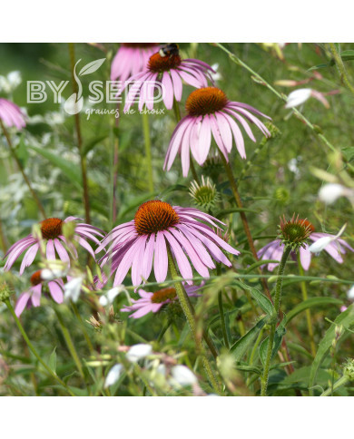 Echinacea purpurea Rudbéckia pourpre
