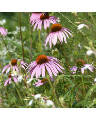 Echinacea purpurea Bravado