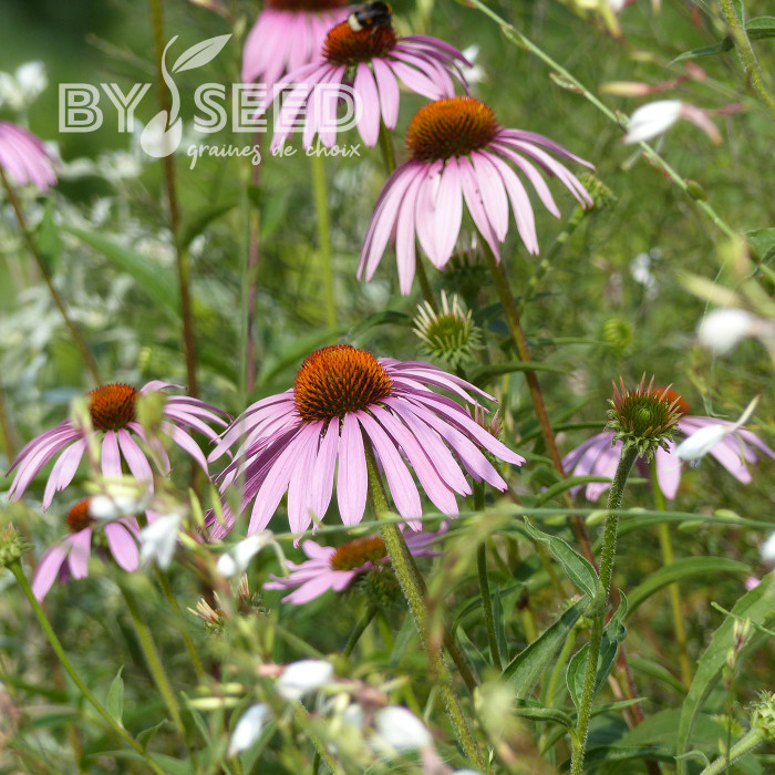 Echinacea purpurea Rudbéckia pourpre