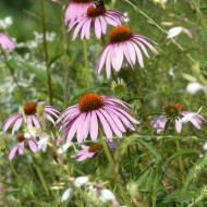 Echinacea purpurea Rudbéckia pourpre