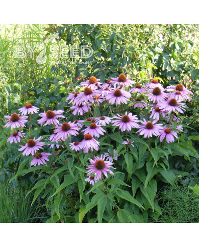 Echinacea purpurea Rudbéckia pourpre