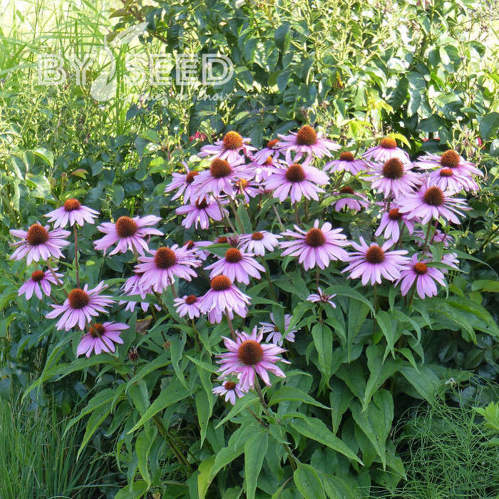Echinacea purpurea Rudbéckia pourpre