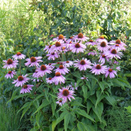 Echinacea purpurea Rudbéckia pourpre
