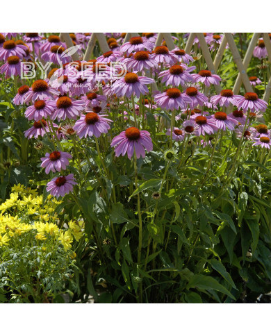 Echinacea purpurea Bravado