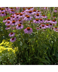 Echinacea purpurea Feeling Pink