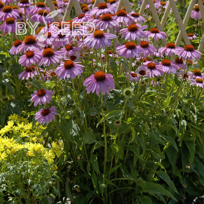 Echinacea purpurea Bravado
