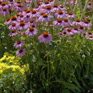 Echinacea purpurea Bravado