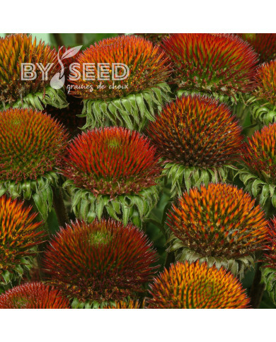 Echinacea purpurea Bravado