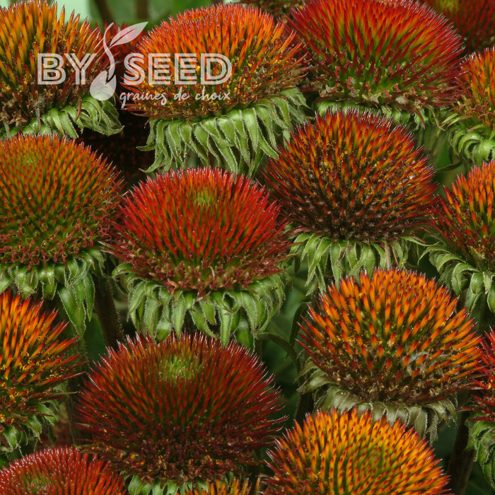 Echinacea purpurea Bravado