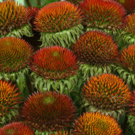 Echinacea purpurea Bravado