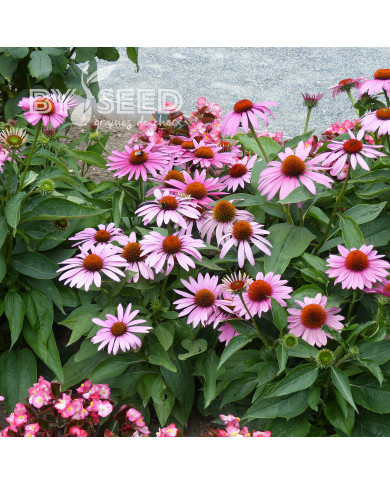 Echinacea purpurea Feeling Pink