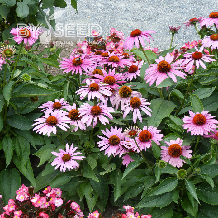 Echinacea purpurea Feeling Pink