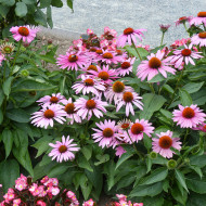 Echinacea purpurea Feeling Pink
