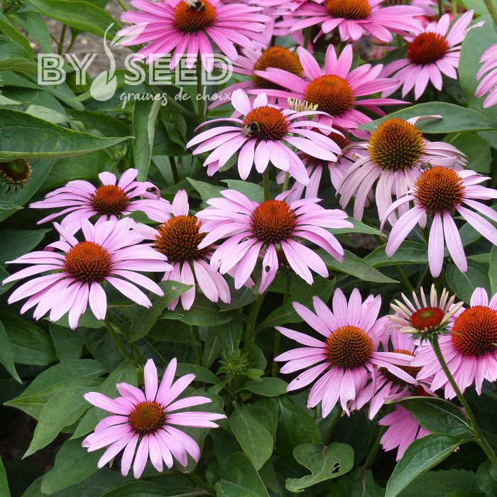 Echinacea purpurea Feeling Pink