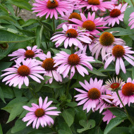 Echinacea purpurea Feeling Pink
