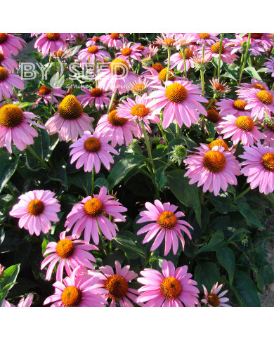 Echinacea purpurea Feeling Pink
