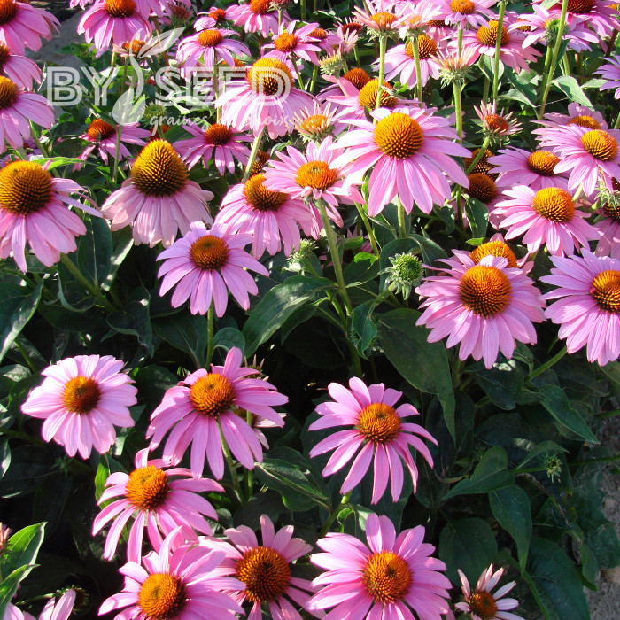 Echinacea purpurea Feeling Pink