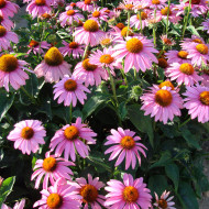 Echinacea purpurea Feeling Pink