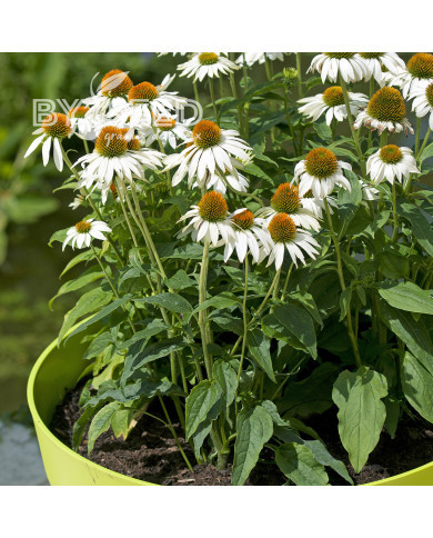 Echinacea purpurea Feeling White
