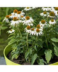 Echinacea purpurea Feeling Pink