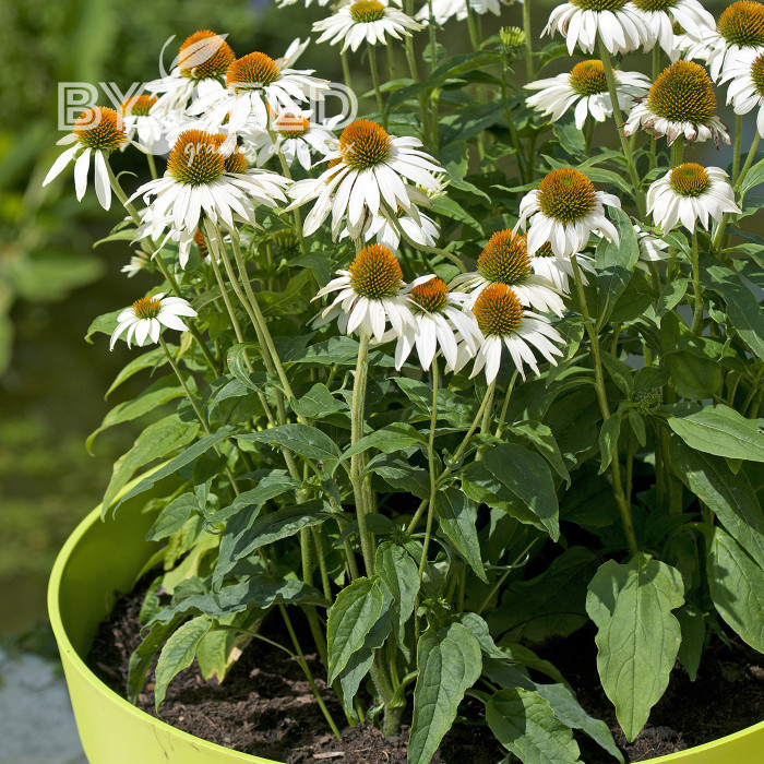 Echinacea purpurea Feeling White