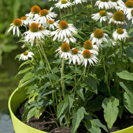 Echinacea purpurea Feeling White