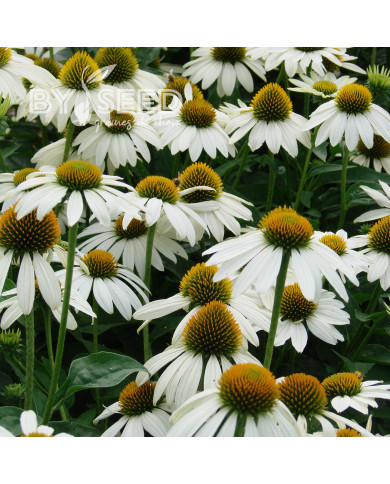 Echinacea purpurea Feeling White