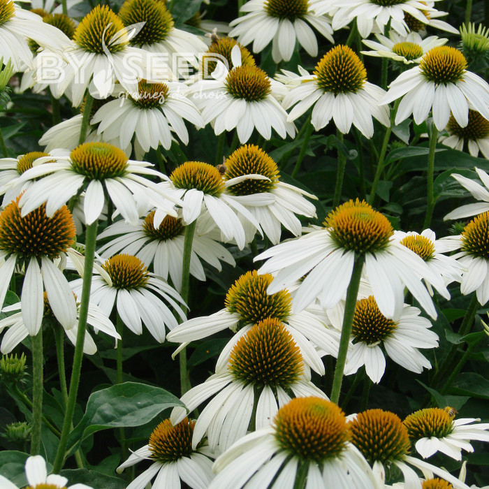 Echinacea purpurea Feeling White