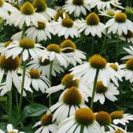 Echinacea purpurea Feeling White